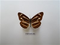 藏品(蓬萊環蛺蝶)的圖片